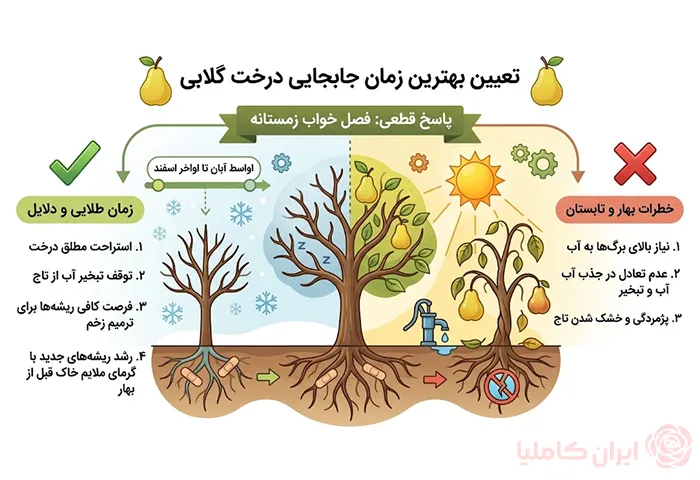 جابجایی درخت گلابی